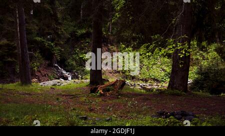 Lumière dans la vue sur la forêt sombre Banque D'Images