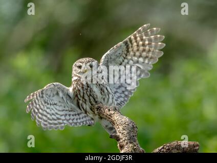 Little Owl Landing Banque D'Images