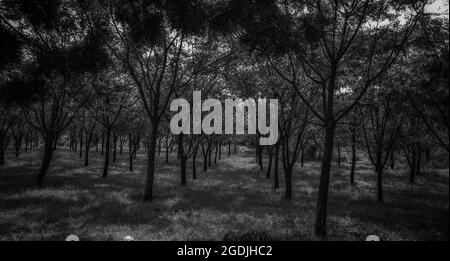 ISLAMABAD, PAKISTAN - 22 juillet 2021 : photo monochrome d'un petit bois entouré de beaucoup d'arbres à Islamabad, Pakistan. Banque D'Images