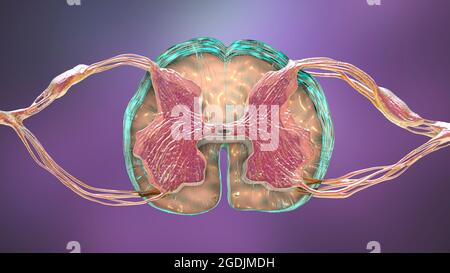 Coupe transversale de la moelle épinière, illustration Banque D'Images
