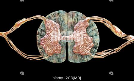 Coupe transversale de la moelle épinière, illustration Banque D'Images