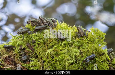 Crapaud européenne (Bufo bufo), beaucoup de jeunes crapauds quittant l'étang de frai après la métamorphose terminée, Allemagne, Bavière, Isental Banque D'Images