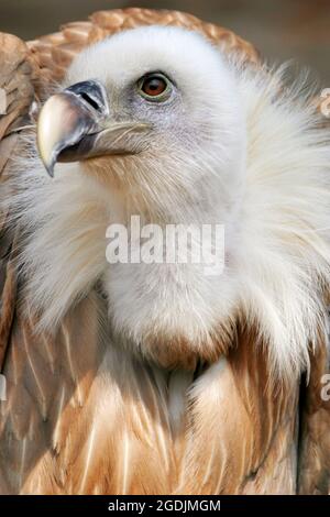 vautour de griffon (Gyps fulvus), portrait, vue de face Banque D'Images