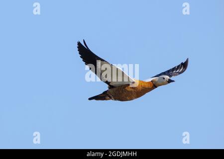 Tadorne Casarca (Tadorna ferruginea, ferruginea), homme en vol, l'Allemagne, la Bavière, le lac de Chiemsee Banque D'Images