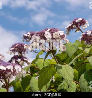 Hydrangea à feuilles rugueuses (Hydrangea aspera 'acrophylla', Hydrangea aspera macrophylla), en fleurs, cultivar macrophylla Banque D'Images