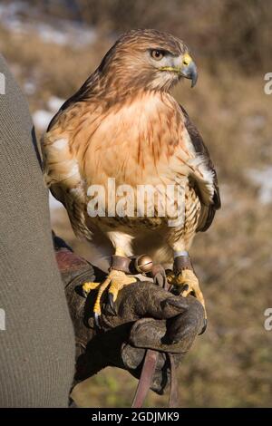 Faucon à queue rouge (Buteo jamaicensis), qui perche sur un gant en cuir de chasseur Banque D'Images