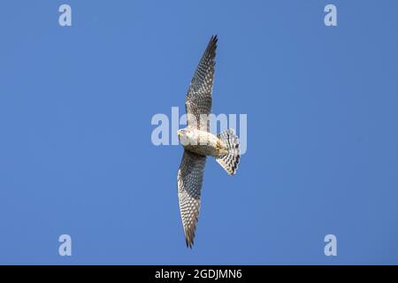 faucon à pieds rouges de l'ouest (Falco pertinence), chasse, Allemagne, Bavière Banque D'Images