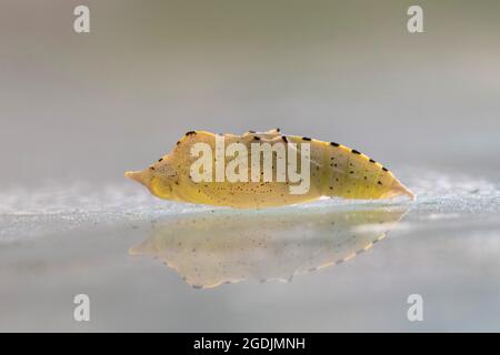 Petit blanc, papillon de chou, cabageverme importé (Pieris rapae, Artogeia rapae), pupa sur un panneau juste avant l'éclosion, Allemagne, Bavière Banque D'Images