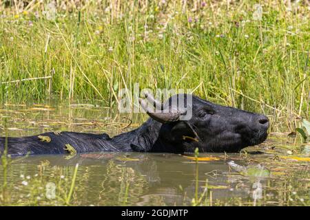 Buffles d'eau asiatiques, anoas (Bubalus spec.), nageant dans un étang avec des grenouilles sur son dos, Allemagne Banque D'Images