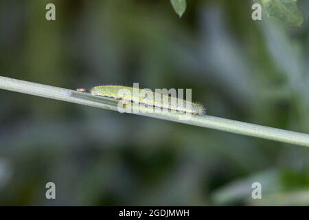 Petit blanc, papillon de chou, Cabbageverme importé (Pieris rapae, Artogeia rapae), caterpillar, Allemagne, Bavière Banque D'Images