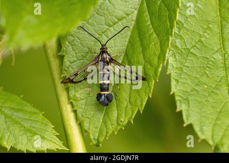 Pyrale à ailes de cassis, borère de cassis (Synanthedon tipuliformis, Aegeria tipuliformis), sur la feuille de framboise, Allemagne, Bavière Banque D'Images