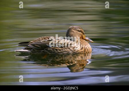 mallard (Anas platyrhynchos), nagees femelles sur l'eau, Autriche Banque D'Images