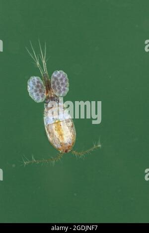 cyclop (Cyclops spec.), femelle avec cocons, macro shot, Allemagne Banque D'Images
