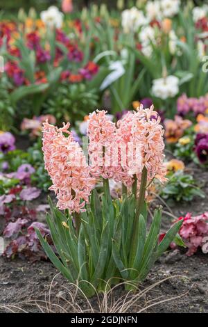 Jacinthe (jacinthus orientalis 'Gypsy Queen', jacinthus orientalis Gypsy Queen), fleur, cultivar Fondant Banque D'Images