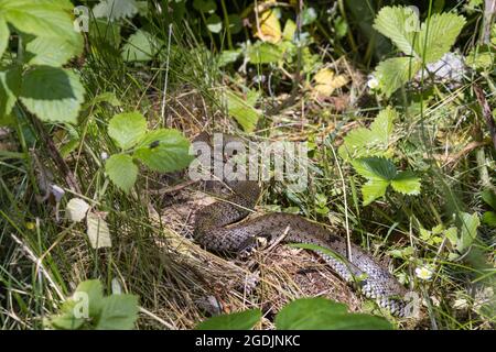 La couleuvre d'herbe (Natrix natrix), prend un bain de soleil au bord d'une forêt de plaine inondable, Allemagne, Bavière, Isental Banque D'Images