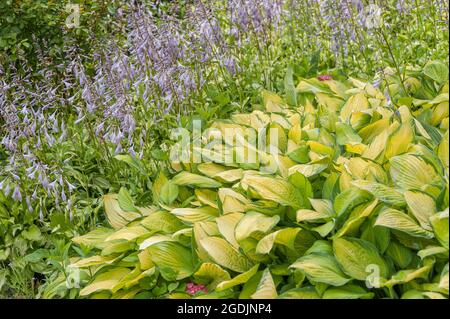 Nénuphars plantain (Hosta 'verre rasé', Hosta vitrail), cultivar vitrail Banque D'Images
