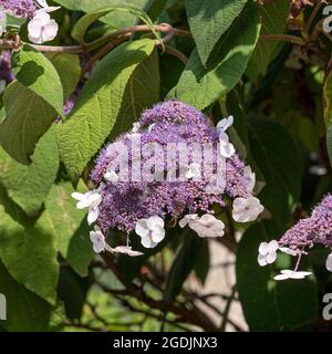 Hydrangea à feuilles rugueuses (Hydrangea aspera 'acrophylla', Hydrangea aspera macrophylla), en fleurs, cultivar macrophylla Banque D'Images