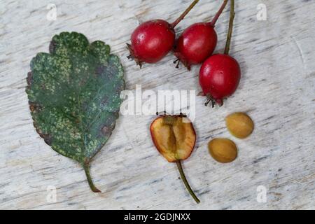 Anglais hawthorn, midland hawthorn (Crataegus laevigata, Crataegus oxyacantha), laef, fruits et graines, Allemagne Banque D'Images