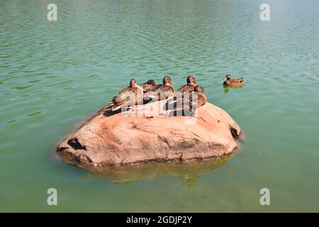 mallard (Anas platyrhynchos), qui repose des femelles sur un rocher dans un lac, Autriche Banque D'Images