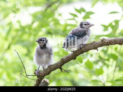 Deux jeunes fleurs bluejay perchées sur une branche d'arbre. Banque D'Images