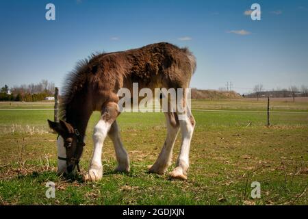 Un poney Clydesdale est gradé dans un champ d'une ferme du Wisconsin. Banque D'Images