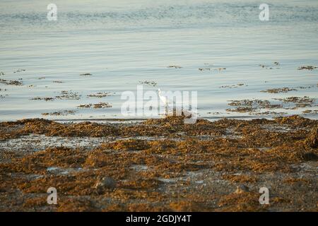 Oiseau Heron blanc close-up Vue de profil debout sur un rocher d'afficher son plumage blanc plumage, corps, tête, yeux, bec, long cou, avec effet bokeh backgrou Banque D'Images