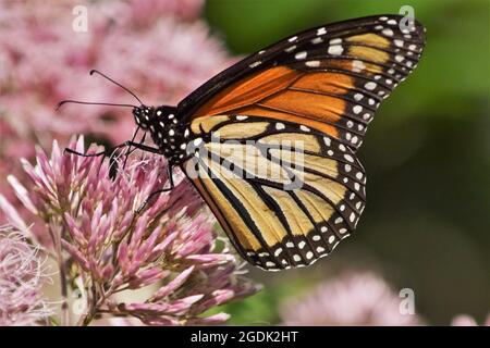 Le monarque (Danaus plexippus) Banque D'Images