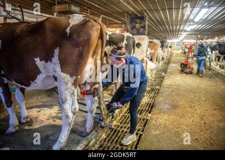 Une femme nettoie les tétines de Cow avant des traire. Traitement des produits laitiers chez Broom Bloom Banque D'Images