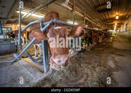 Vue rapprochée de la vache laitière dans sa stalle à la grange. Banque D'Images