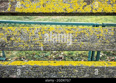 Vieux panneaux en bois horizontaux surcultivés avec du lichen jaune avec un arrière-plan flou Banque D'Images