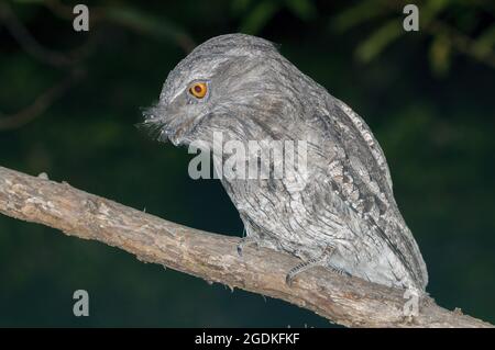 Tawny Frogmouth, Podargus strigoides, Glenbrook, Nouvelle-Galles du Sud, Australie. Banque D'Images