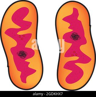 organites cellulaires liés à la membrane (mitochondries, singulier) qui génèrent la plus grande partie de l'énergie chimique nécessaire pour alimenter les réactions biochimiques de la cellule Illustration de Vecteur