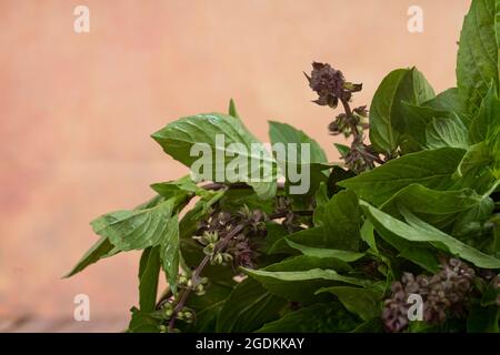 Basilic thaï ou localement connu sous le nom de daun selasih normalement utilisé dans la cuisine asiatique. Points de mise au point sélective. Arrière-plan flou Banque D'Images