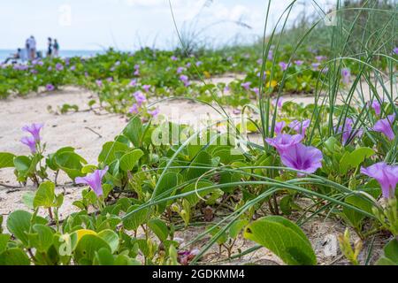 Beach dune Railroad Vines (Ipomoea pes-caprae) avec des fleurs violettes à Mala Compra Park Beach à Palm Coast, Floride. (ÉTATS-UNIS) Banque D'Images