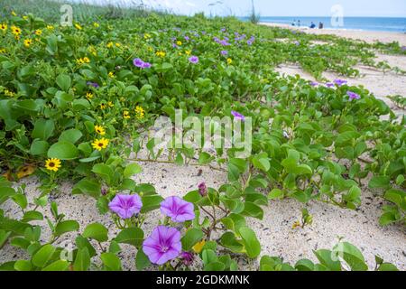 Des dunes de plage aux fleurs violettes et jaunes se trouvent à Mala Compra Park Beach, Palm Coast, en Floride. (ÉTATS-UNIS) Banque D'Images