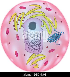 Structure typique des cellules animales Illustration de Vecteur