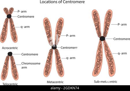 classification des chromosomes centromère, classification des chromosomes, emplacement des centromères, types de centromères, anatomie des chromosomes, schéma étiqueté Illustration de Vecteur