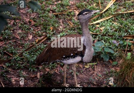 Les bustards sont de grands oiseaux terrestres qui vivent principalement dans les prairies sèches. Montré ici est le Bustard australien ( Ardeotis australis) Banque D'Images