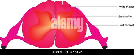 Anatomie de la moelle épinière, de la moelle épinière, structure détaillée de la moelle épinière, anatomie de la moelle épinière, anatomie marquée de la moelle épinière Illustration de Vecteur