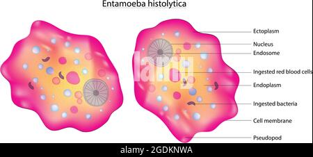 Anatomie biologique d'Entamoeba histolytica, amiobozoan parasite anaérobie, diagramme détaillé et anatomie d'Entamoeba histolytica, kingdom Protista Illustration de Vecteur