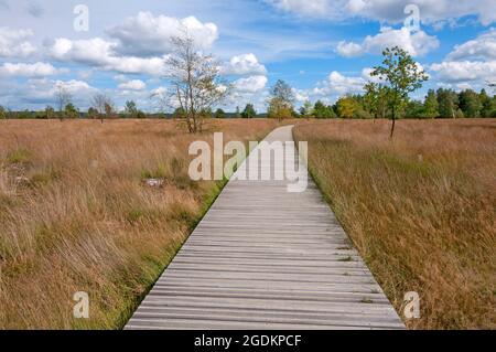 Chemin en bois dans le parc national de Hoge Veluwe, pays-Bas Banque D'Images