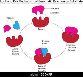 Serrure et modèle clé de l'enzyme, modèle biologique de serrure et mécanisme clé, étapes de réaction de l'enzyme et du substrat, modèle de réaction de l'enzyme, enzymatique Illustration de Vecteur