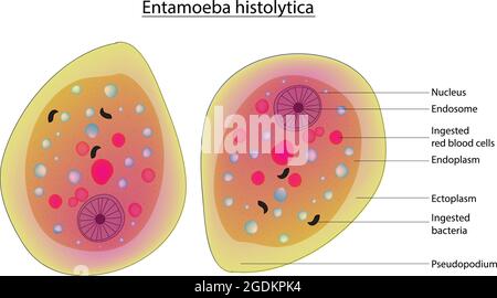 Anatomie biologique d'Entamoeba histolytica, amiobozoan parasite anaérobie, diagramme détaillé et anatomie d'Entamoeba histolytica, kingdom Protista Illustration de Vecteur