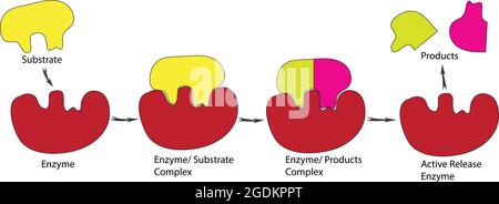Serrure et modèle clé de l'enzyme, modèle biologique de serrure et mécanisme clé, étapes de réaction de l'enzyme et du substrat, modèle de réaction de l'enzyme, enzymatique Illustration de Vecteur