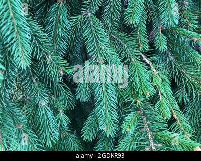 Branches d'arbre de Noël, pin de vacances à feuilles persistantes, aiguilles d'épinette sur sapin Banque D'Images