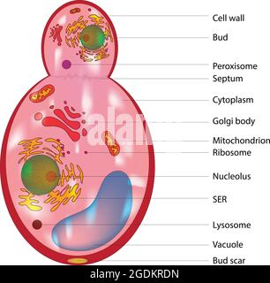 Structure des cellules de champignons bourgeonnantes, Anatomie des cellules fongiques, diagramme typique marqué et détaillé des cellules de champignons du royaume Illustration de Vecteur