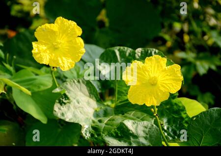 gros plan sur la paire de fleurs de gourde de couleur jaune avec la vigne et les feuilles sur fond vert-brun hors foyer. Banque D'Images