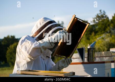 Apiculteur en costume de protection blanc tenant le cadre de ruche et inspectant les abeilles Banque D'Images