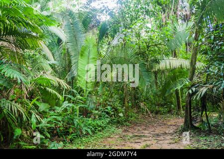 Sentier de randonnée dans le sanctuaire de la vie sauvage du bassin de Cockscomb, Belize. Banque D'Images