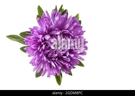 Fleur d'aster bleu-violet isolée sur fond blanc. Placer pour le texte. Copier l'espace Banque D'Images